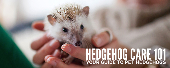 Pet Hedgehog Care