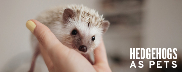 Pet Hedgehog Toys